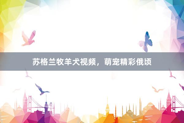 苏格兰牧羊犬视频，萌宠精彩俄顷