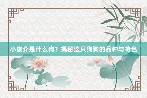 小俊介是什么狗?揭秘这只狗狗的品种与特色